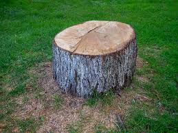 Best Leaf Removal  in Sparta, TN