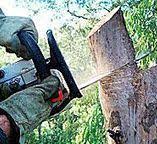 Best Arborist Consultation Services  in Sparta, TN