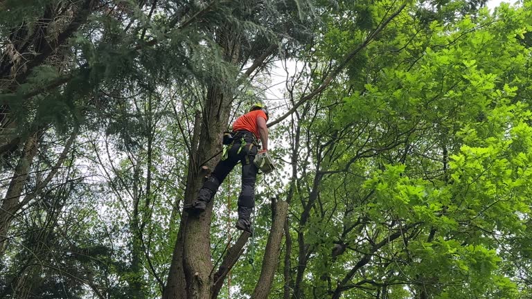 Best Tree Risk Assessment  in Sparta, TN