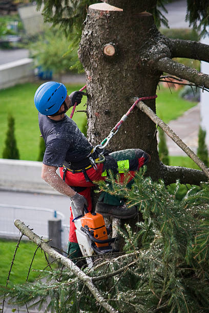 Best Stump Grinding and Removal  in Sparta, TN