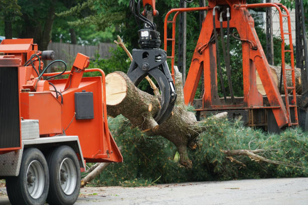Best Fruit Tree Pruning  in Sparta, TN