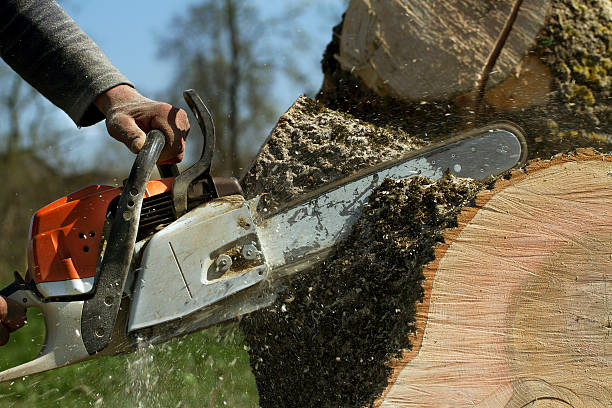 Best Emergency Tree Removal  in Sparta, TN
