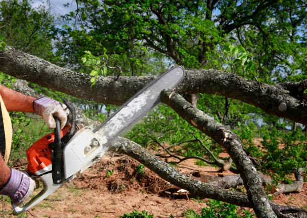 Best Tree Removal  in Sparta, TN